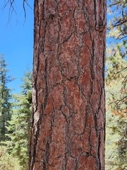 Pinus jeffreyi