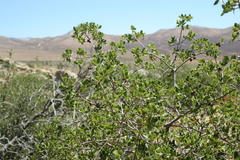 Quercus cornelius-mulleri