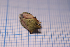 Carpocoris mediterraneus