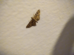 Gymnoscelis rufifasciata