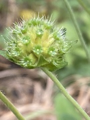 Knautia arvensis