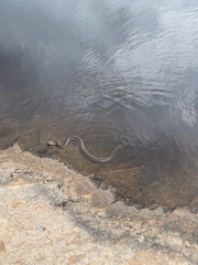 Nerodia sipedon