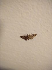 Gymnoscelis rufifasciata