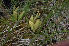 Liparis loeselii