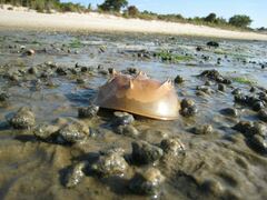Limulus polyphemus