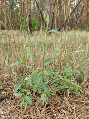 Atriplex patula