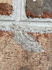 Iridopsis defectaria