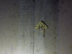 Elophila icciusalis