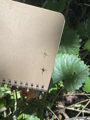 Mangora