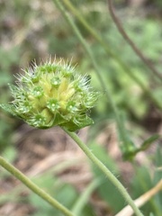 Knautia arvensis