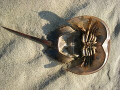 Limulus polyphemus