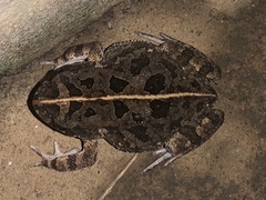 Sclerophrys regularis