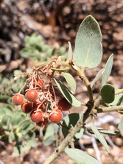Arctostaphylos pringlei