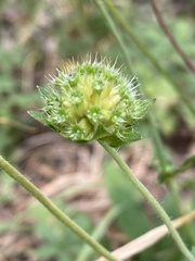 Knautia arvensis
