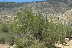 Quercus cornelius-mulleri