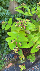 Hypericum androsaemum