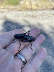 Anabrus simplex