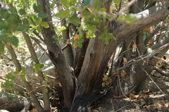 Quercus cornelius-mulleri