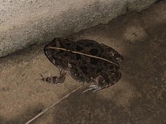 Sclerophrys regularis