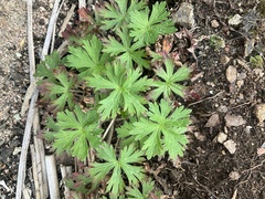 Geranium bicknellii