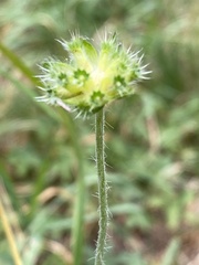 Knautia arvensis
