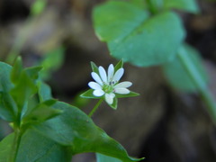 Stellaria media