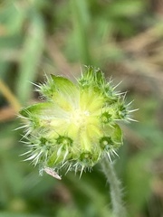 Knautia arvensis
