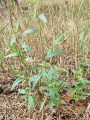 Atriplex patula