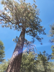 Pinus jeffreyi
