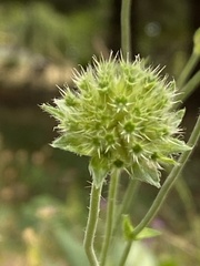 Knautia arvensis