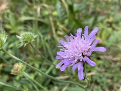 Knautia arvensis