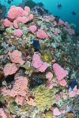 Tubastraea coccinea