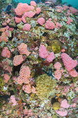 Tubastraea coccinea