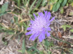 Knautia arvensis