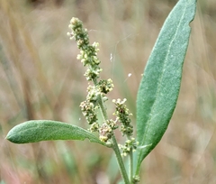 Atriplex patula