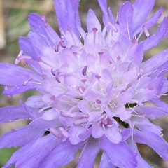 Knautia arvensis
