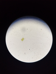 Desmodesmus opoliensis