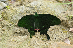 Papilio paris