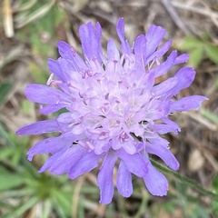 Knautia arvensis