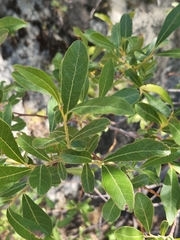 Salix scouleriana