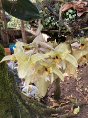 Stanhopea