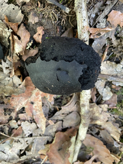 Daldinia concentrica