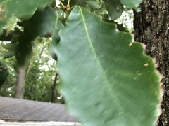 Quercus montana