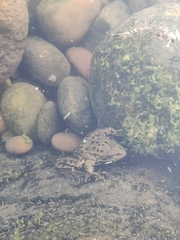 Pelophylax perezi