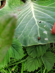 Sphaeroderma testaceum