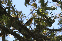 Setophaga fusca