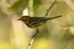 Setophaga virens
