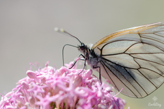 Aporia crataegi