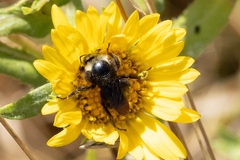 Bombus