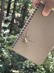 Trichonephila clavata